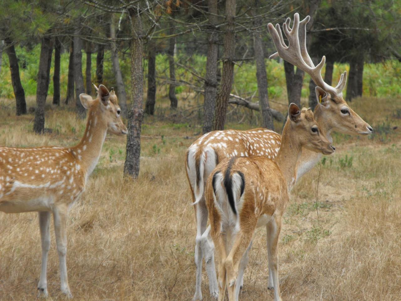 Cabane Des Cerfs Allons  Экстерьер фото