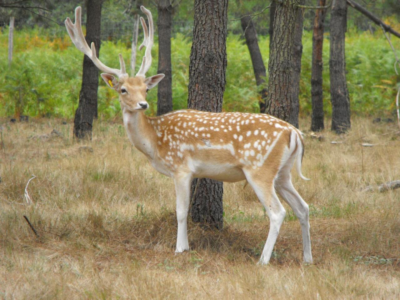 Cabane Des Cerfs Allons  Экстерьер фото